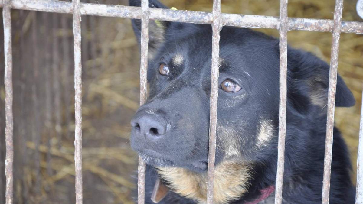 Додаток для пошуку собаки Додаток для пошуку собаки